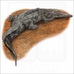 False Gharial illustration