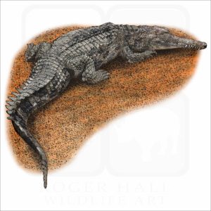 False Gharial illustration