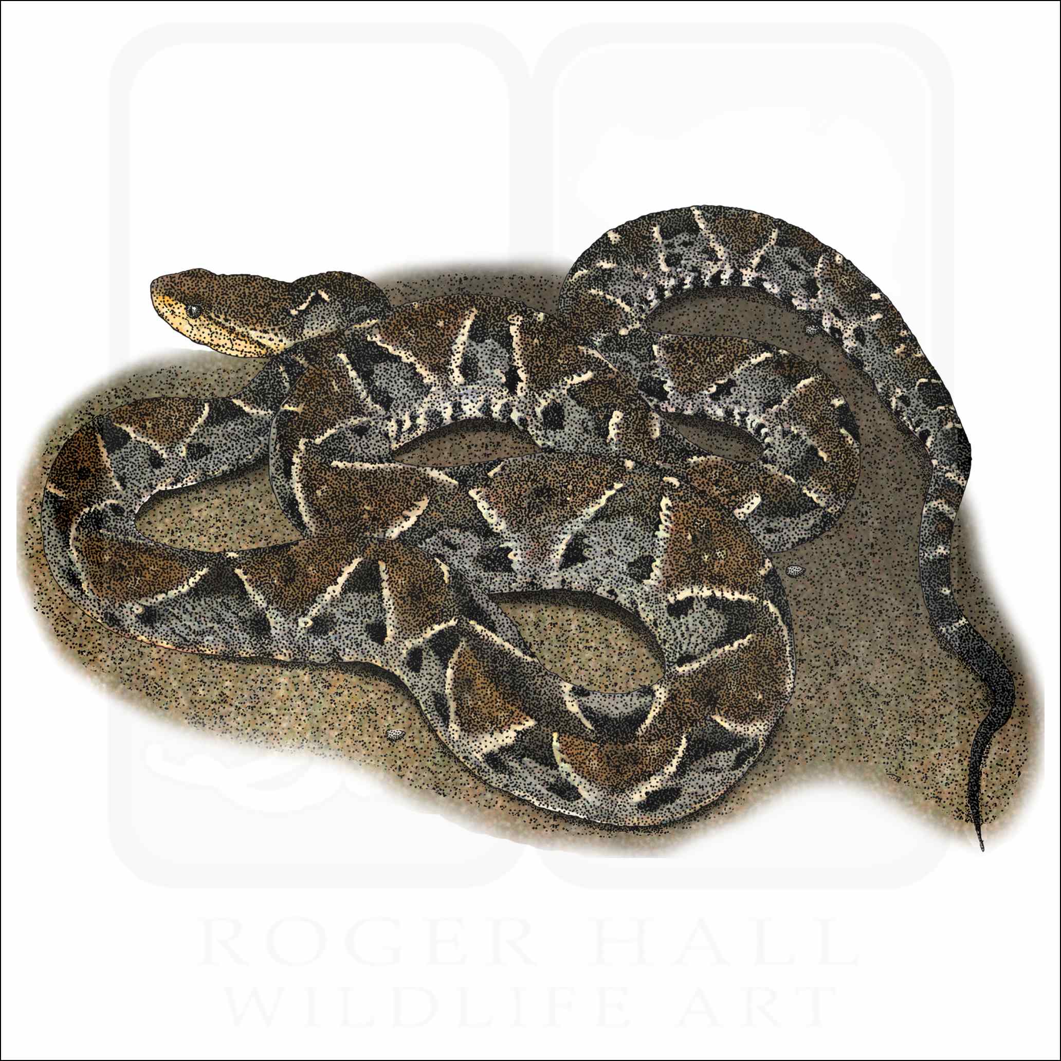 Fer-de-Lance Fer-de-Lance illustration