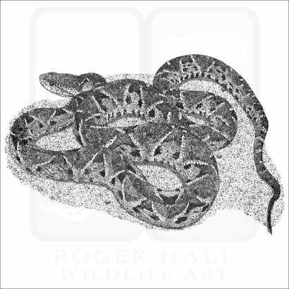 Fer-de-Lance