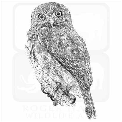 Ferruginous Pygmy Owl