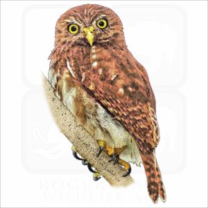 Ferruginous Pygmy Owl illustration