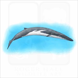 Fin Whale illustration