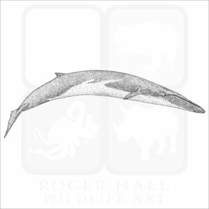 Fin Whale