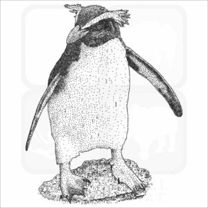 Fiordland Penguin