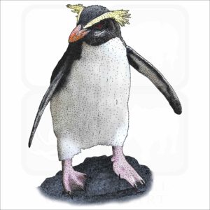 Fiordland Penguin illustration
