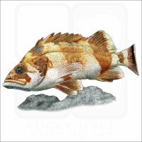 Flag Rockfish illustration