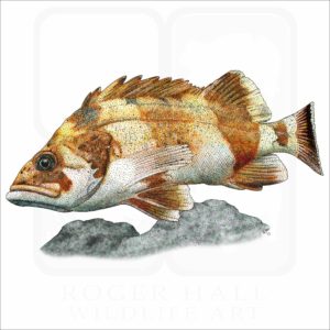 Flag Rockfish illustration