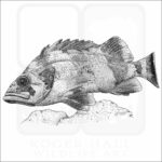 Flag Rockfish