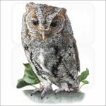 Flammulated Owl illustration