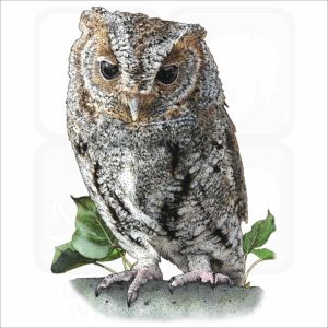Flammulated Owl illustration