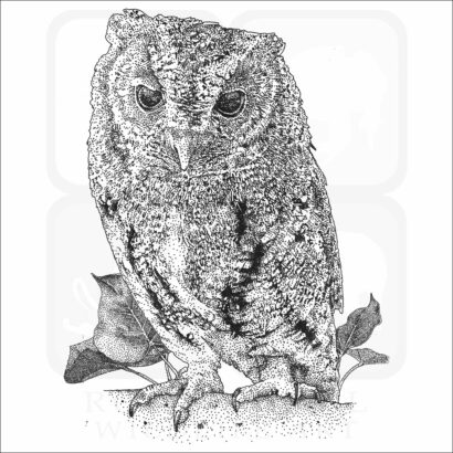 Flammulated Owl