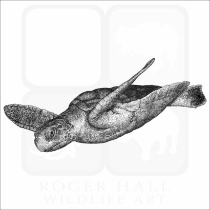 Flatback Sea Turtle