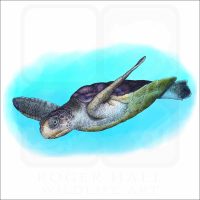Flatback Sea Turtle illustration