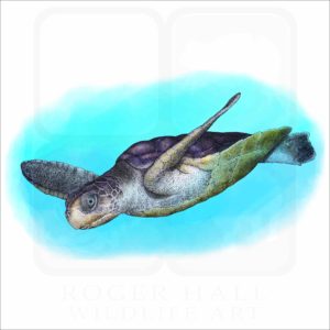 Flatback Sea Turtle illustration