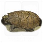 Flattened Musk Turtle illustration