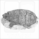 Flattened Musk Turtle