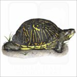 Florida Box Turtle illustration