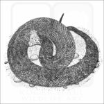 Florida Cottonmouth Snake