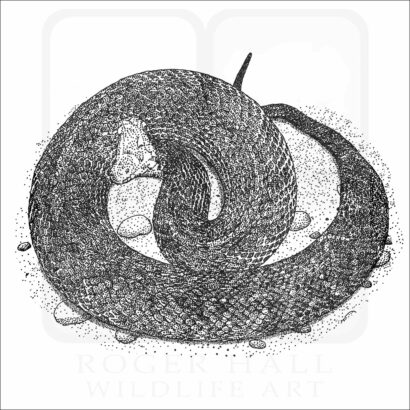 Florida Cottonmouth Snake