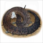 Florida Cottonmouth Snake illustration