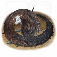 Florida Cottonmouth Snake illustration