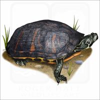 Florida Red-Bellied Turtle Illustration