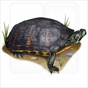 Florida Red-Bellied Turtle Illustration