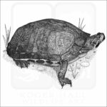Florida Red-Bellied Turtle