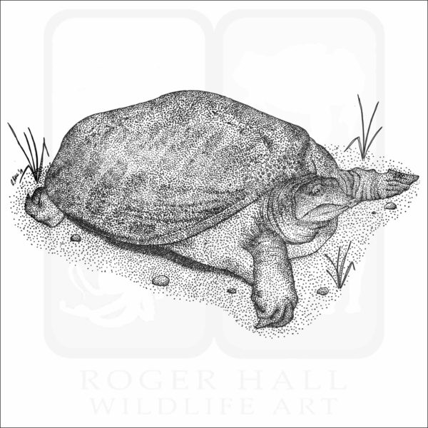 Florida softshell Turtle