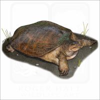 Florida softshell Turtle illustration