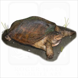 Florida softshell Turtle illustration