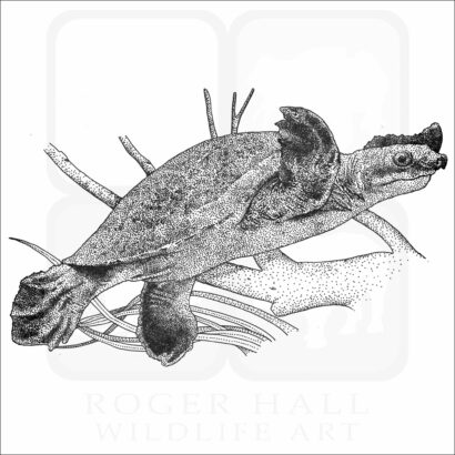 Fly River Turtle