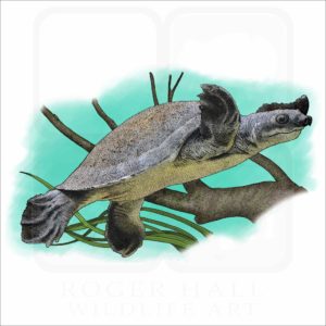 Fly River Turtle illustration