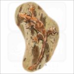 Kuhl's Flying Gecko illustration