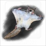 Southern Flying Squirrel illustration