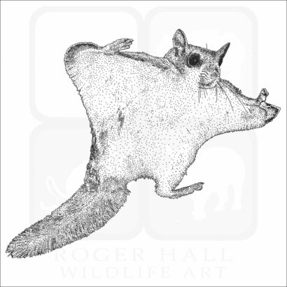 Southern Flying Squirrel