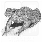 Foothill Yellow-legged Frog