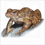 Foothill Yellow-legged Frog illustration
