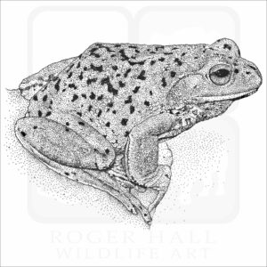 Forest Green Tree Frog