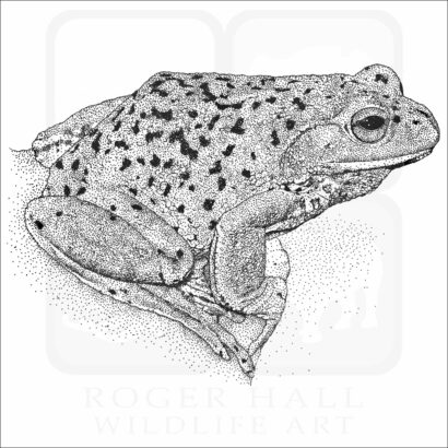 Forest Green Tree Frog