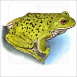 Forest Green Tree Frog illustration