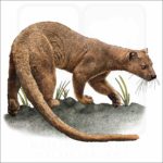 Fossa illustration