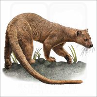 Fossa illustration
