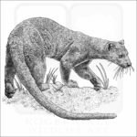 Fossa