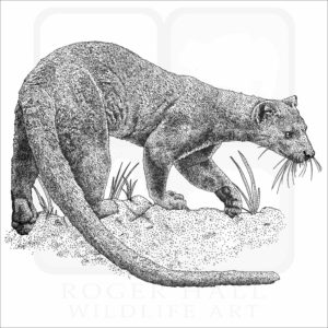 Fossa