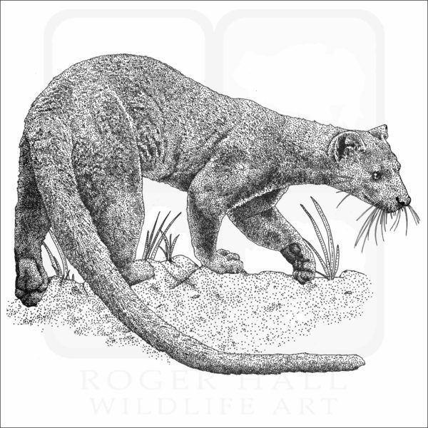 Fossa