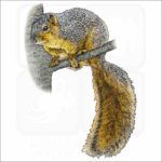 Fox Squirrel illustration
