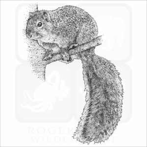 Fox Squirrel