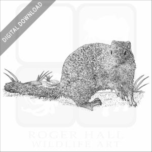 Franklin's Ground Squirrel